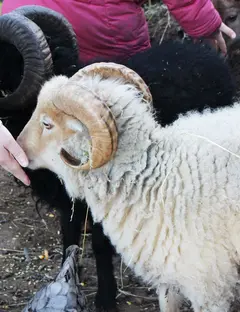 Une Ferme à la Bassette