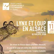 Lynx et loup en Alsace
