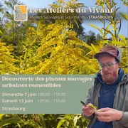 Découvrir les plantes sauvages urbaines comestibles