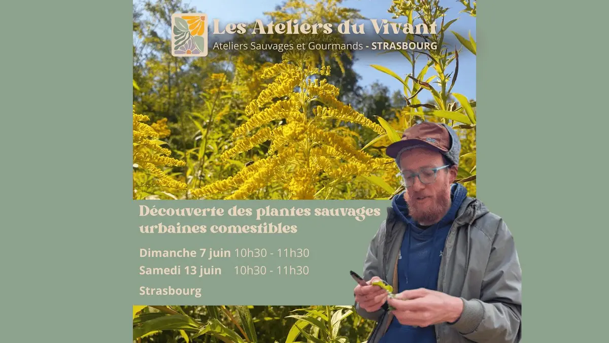 Découvrir les plantes sauvages urbaines comestibles