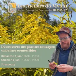 Découvrir les plantes sauvages urbaines comestibles