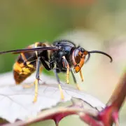 Conférence : le frelon à pattes jaunes