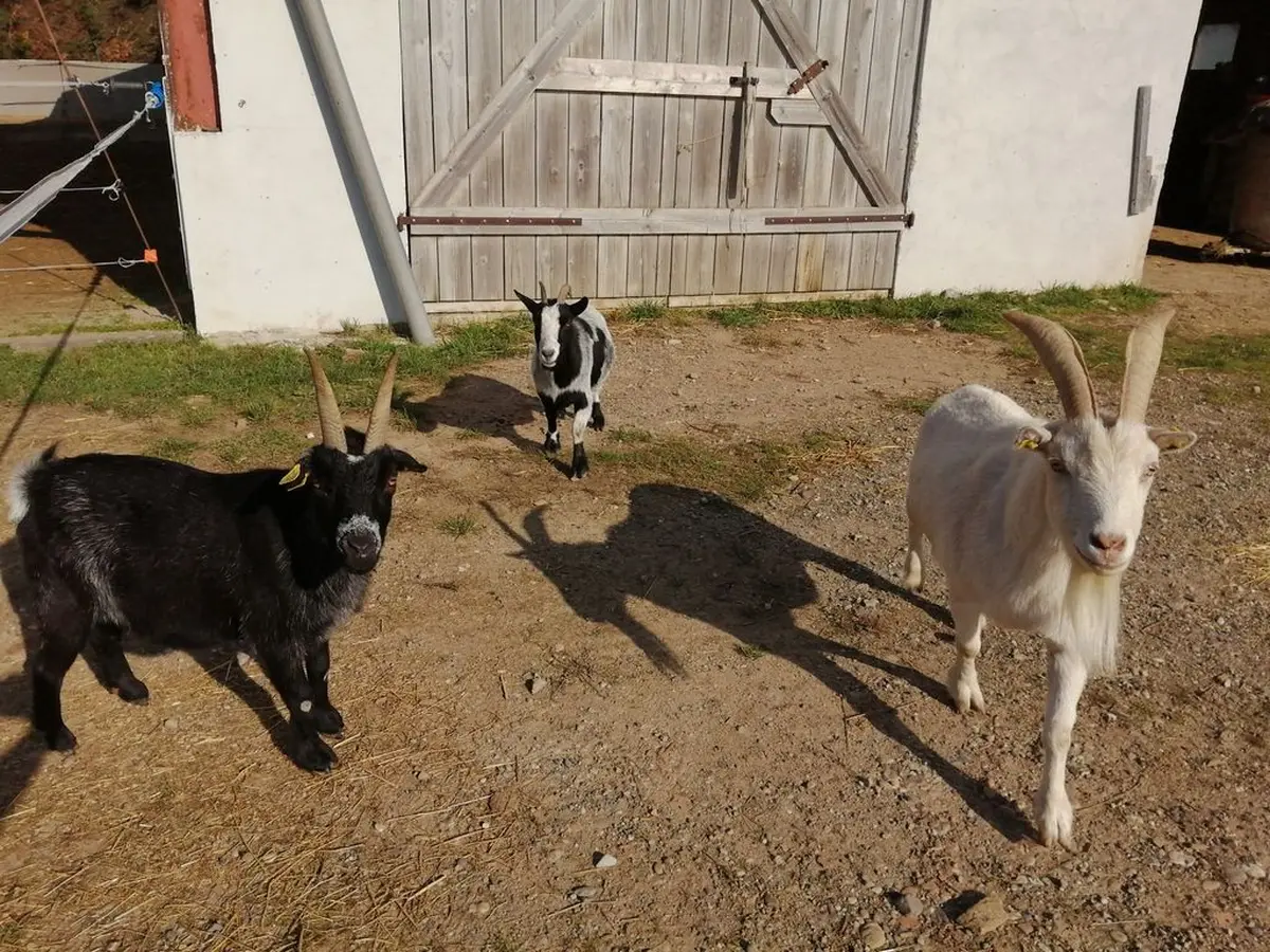 Visite immersive à la mini-ferme refuge 