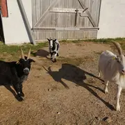 Visite immersive à la mini-ferme refuge 