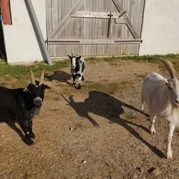 Visite immersive à la mini-ferme refuge 