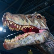Le Musée Ephémère : Les dinosaures arrivent à Narbonne