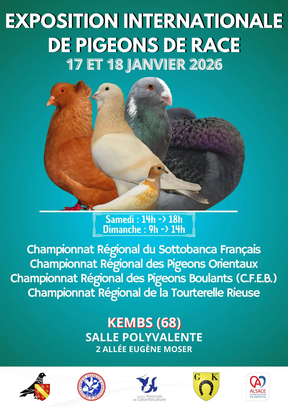 Exposition de pigeons de race