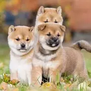 Salon du chiot et du bien -être animal 