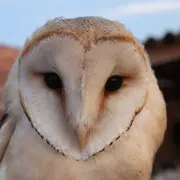 Nocturne chouette et compagnie