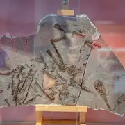 Histoire géologique d'Alsace