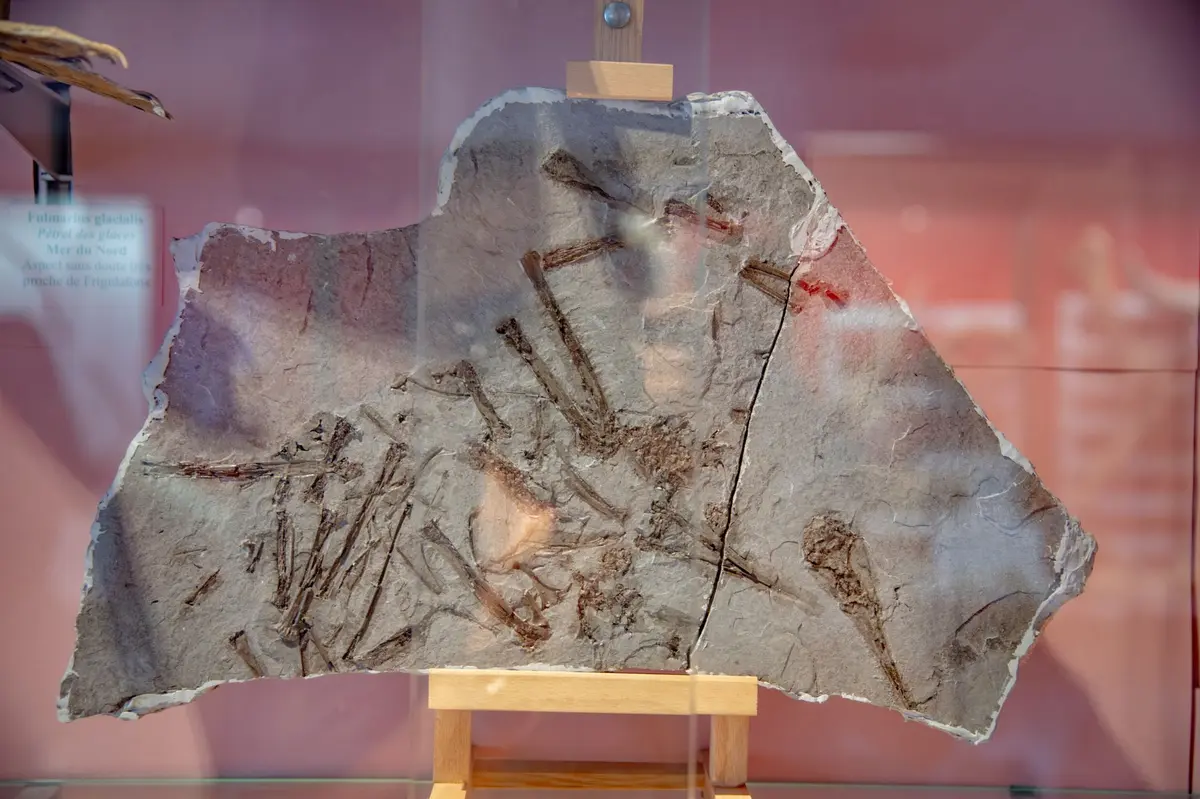 Histoire géologique d'Alsace