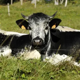 Transhumance de Munster 2026 - édition d'automne