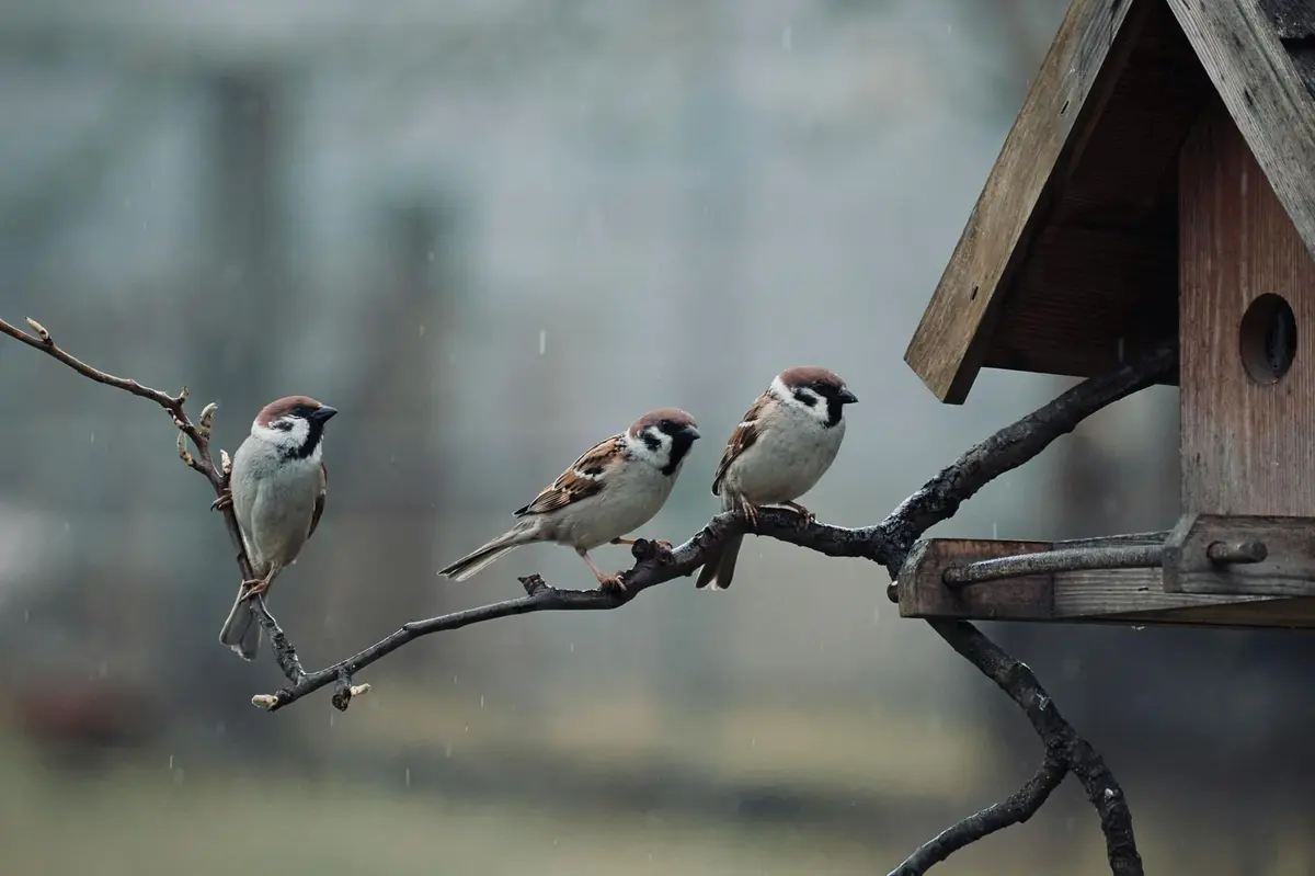 Fête de la Nature -Observation des oiseaux et atelier de fabrication de nichoir