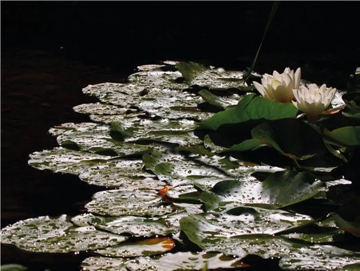 Exposition des photographies de Sadie Keller