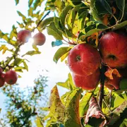 Conférence : De la racine au fruit, le lien entre le pommier et l'humanité
