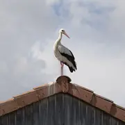 Dans l'intimité des oiseaux
