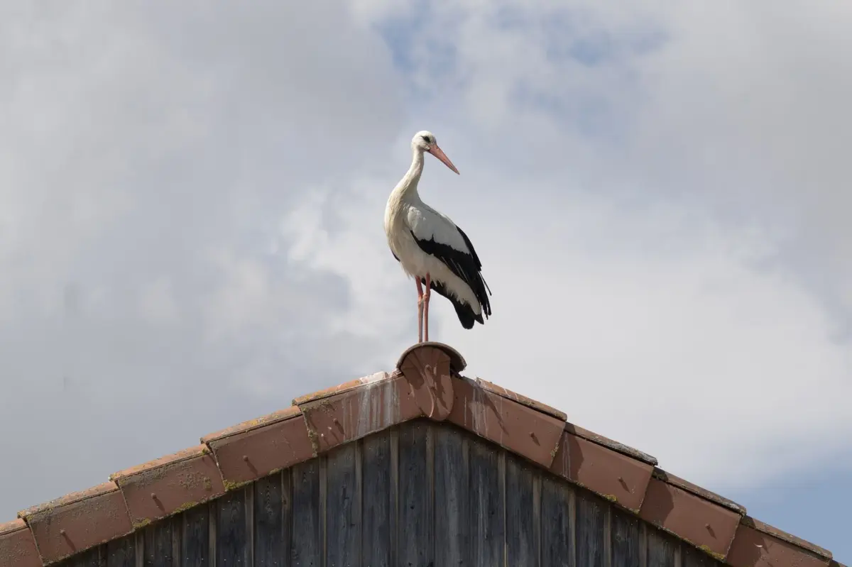 Dans l'intimité des oiseaux