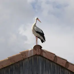 Dans l'intimité des oiseaux