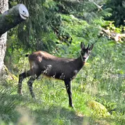 À la rencontre des chamois à la station du Lac Blanc