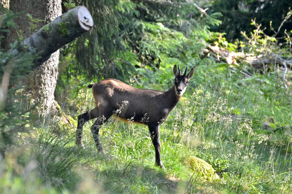 À la rencontre des chamois à la station du Lac Blanc