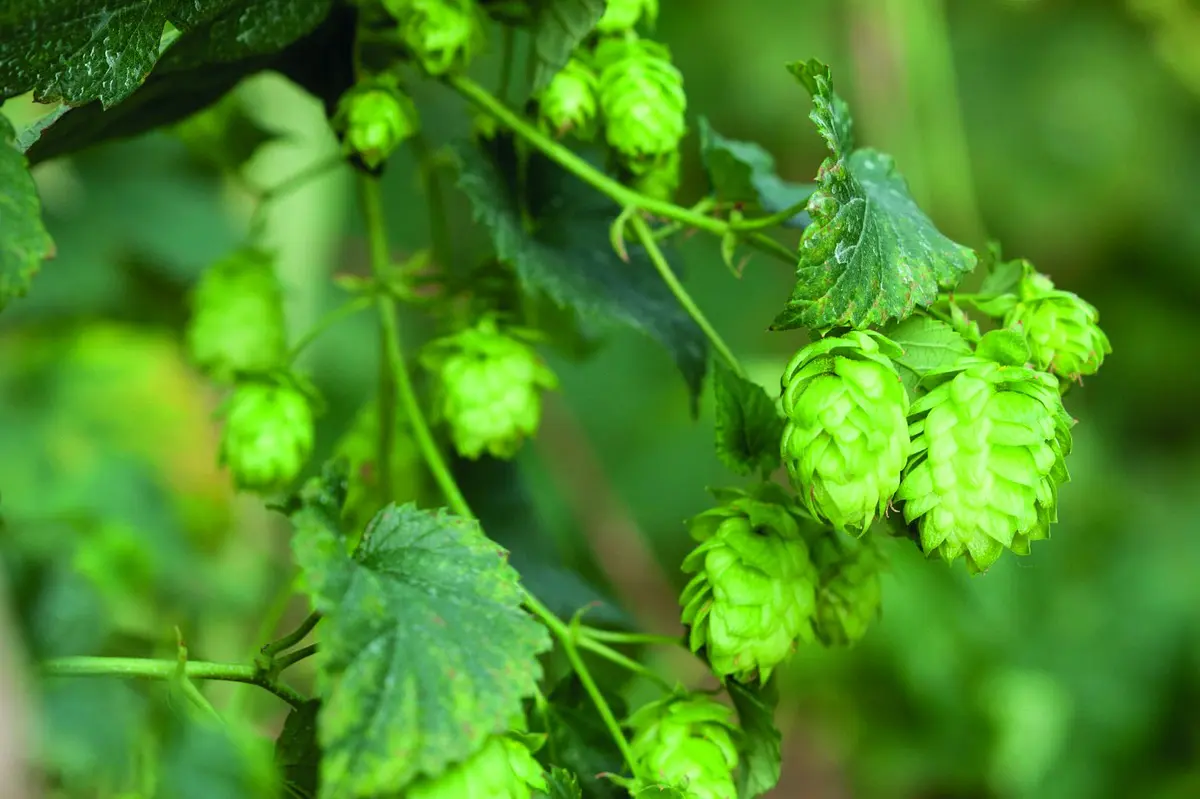 Ferme Pfister : Le houblon de père en fils