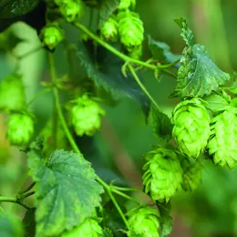 Ferme Pfister : Le houblon de père en fils