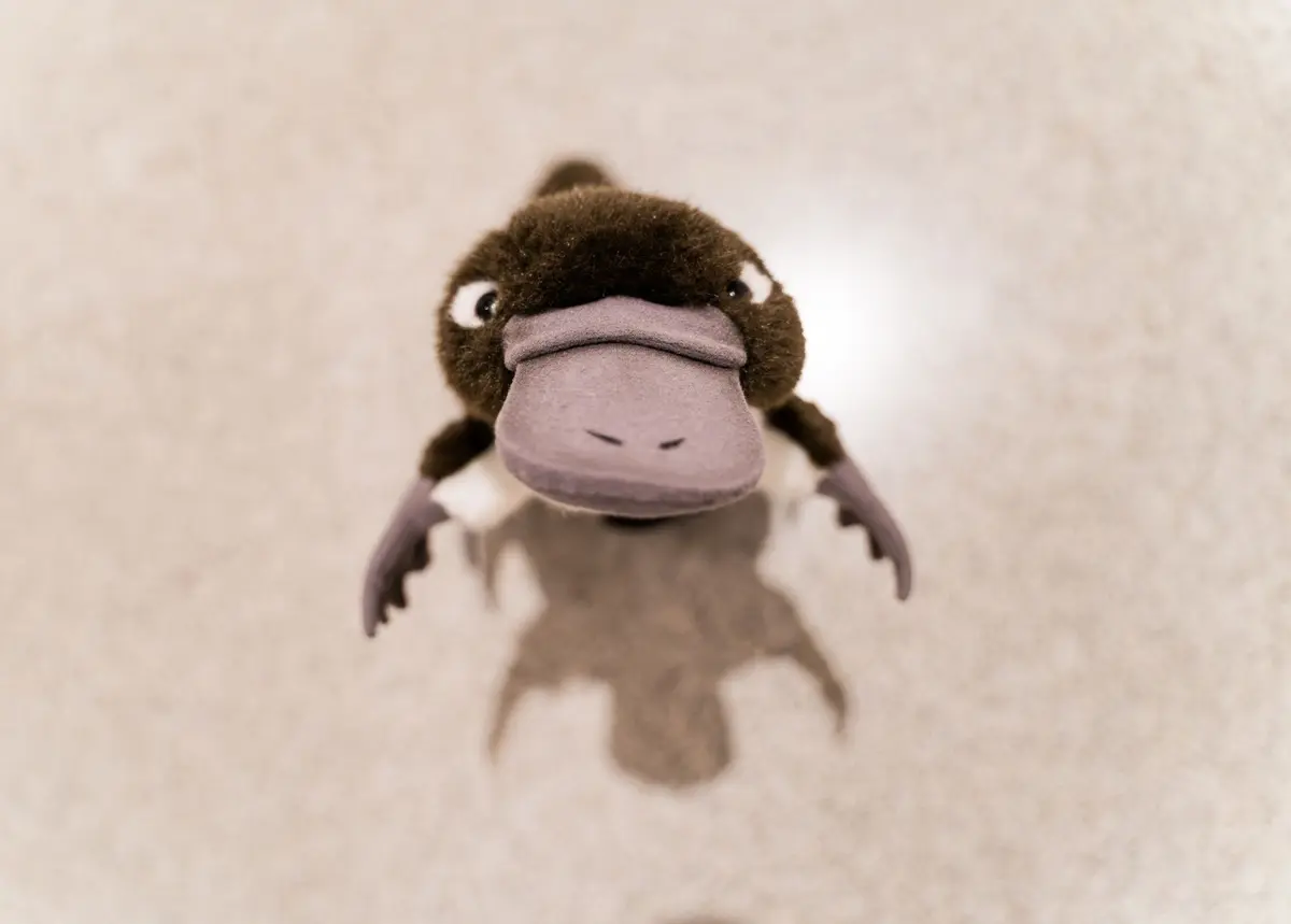 Visite tout-petits | Le voyage de Platypus