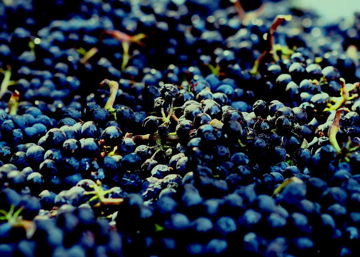 Soirée autour des vins rouges