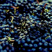 Soirée autour des vins rouges