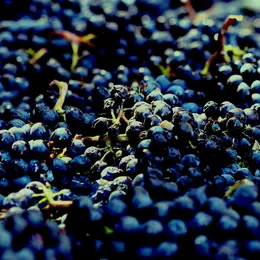 Soirée autour des vins rouges