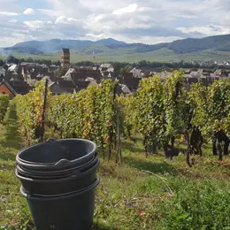 De la vigne au verre - secret du vin d'Alsace au domaine Tappe
