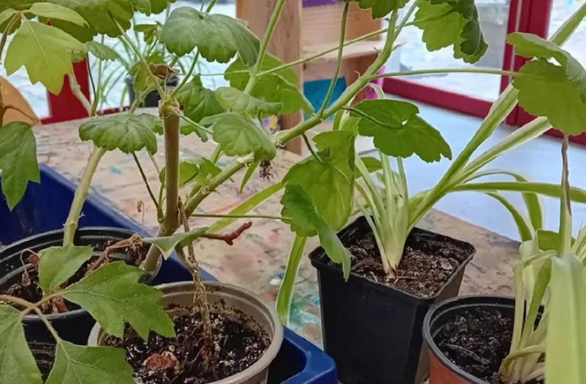 Trocs de boutures et comptoir aux graines