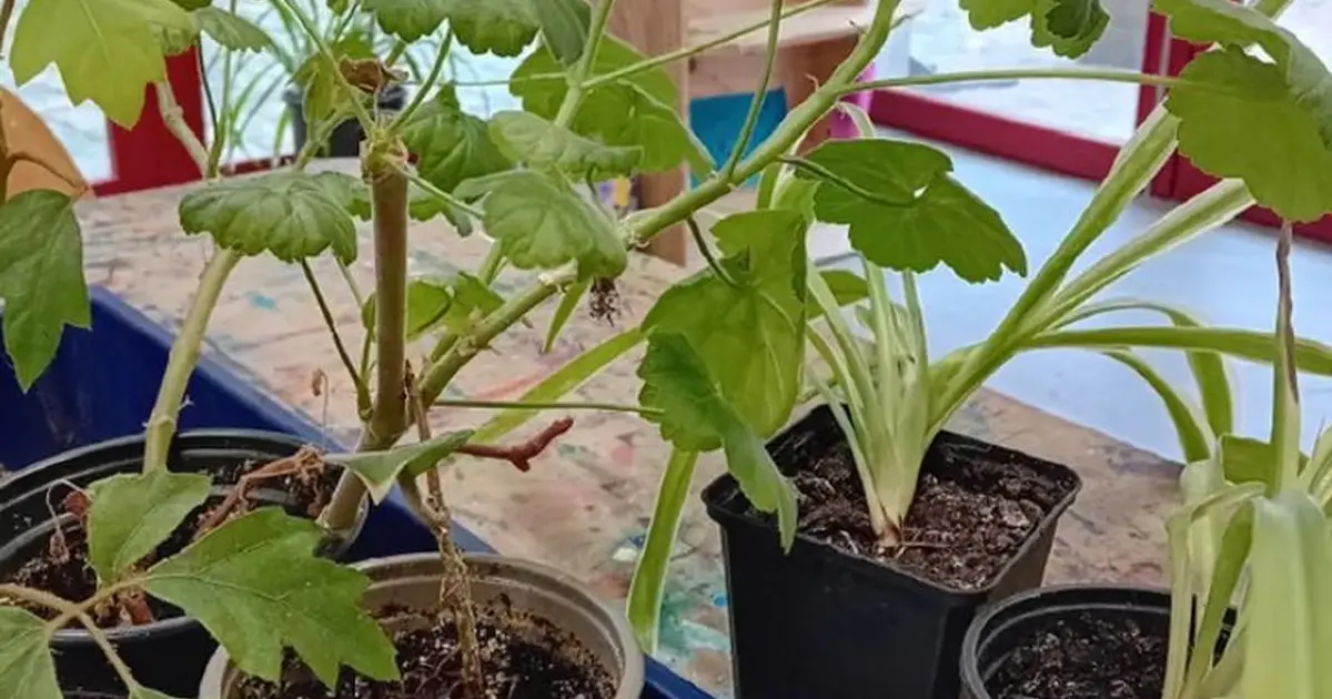 Trocs de boutures et comptoir aux graines