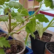 Trocs de boutures et comptoir aux graines