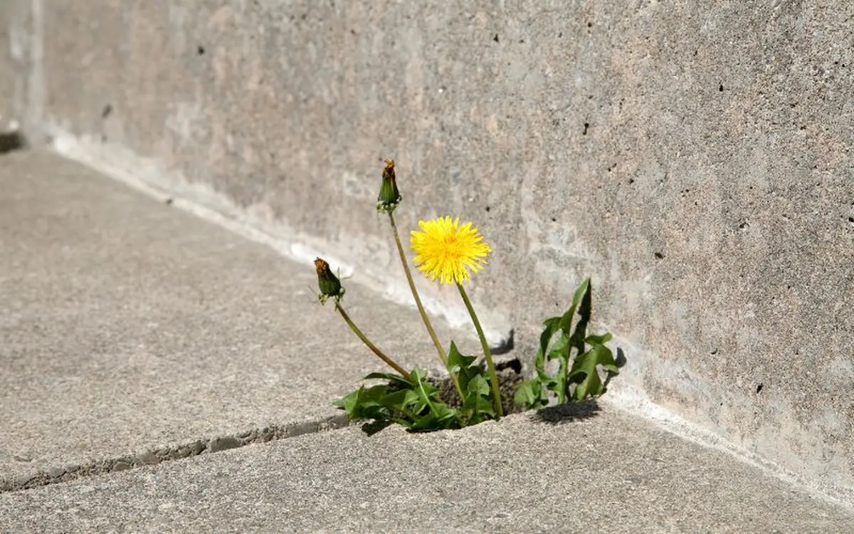 Rencontres et conférences : Fleurs de trottoir - botanique urbaine