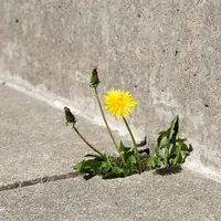 Rencontres et conférences : Fleurs de trottoir - botanique urbaine &copy; Canva