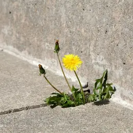 Rencontres et conférences : Fleurs de trottoir - botanique urbaine