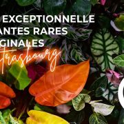 Vente exceptionnelle de plantes rares & originales par énergumène.fr