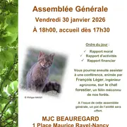 Le chat forestier, ce félin inconnu de nos forêts