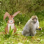 Pâque à la Montagne des Singes