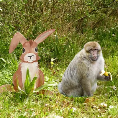 Pâque à la Montagne des Singes