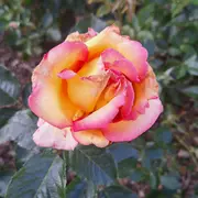 Rendez-vous aux jardins