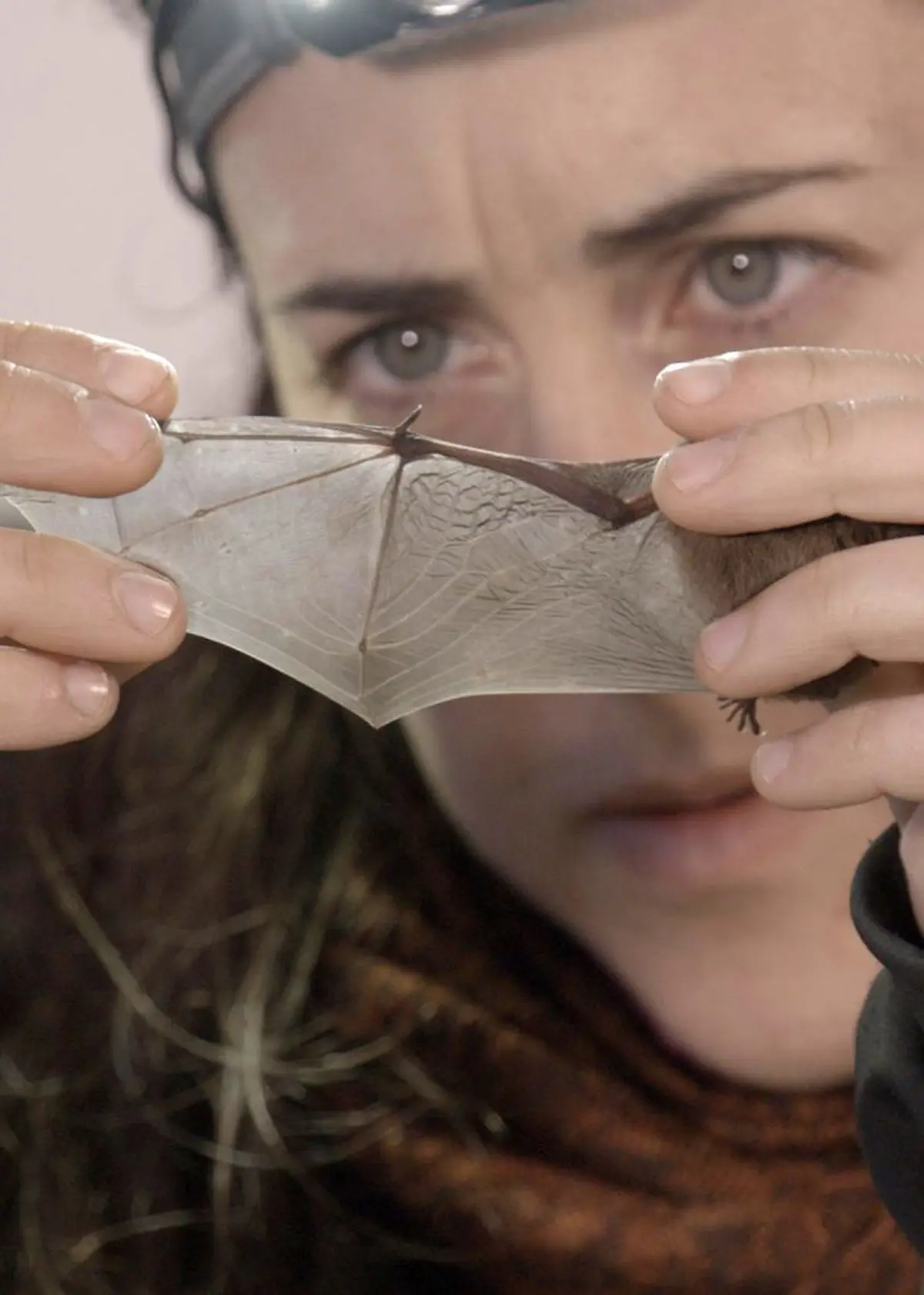 Migration secrète, la pipistrelle de Nathusius - Cycle Ciné-Débat du Parc