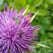 Visite guidée du jardin Oasis de Biodiversité Bischwiller