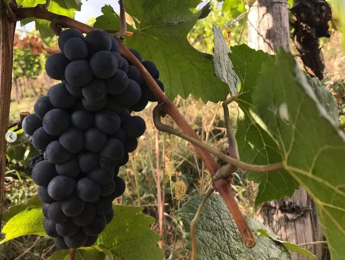 Les vins du Beaujolais et du Mâconnais
