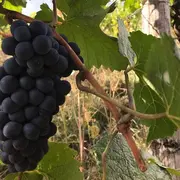 Les vins du Beaujolais et du Mâconnais