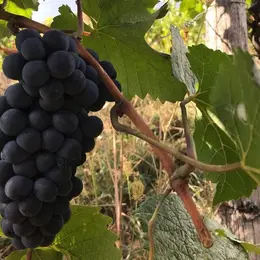 Les vins du Beaujolais et du Mâconnais