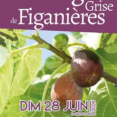 Fête de la figue grise de Figanières