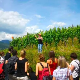 De la vigne au verre - secret du vin d'Alsace au domaine Meyer-Krumb