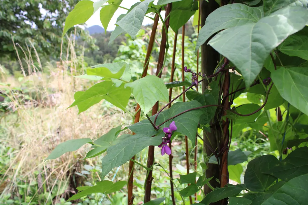 Evenement : Troc plantes et graines